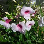 Soleario בית כפרי לה אוליבה