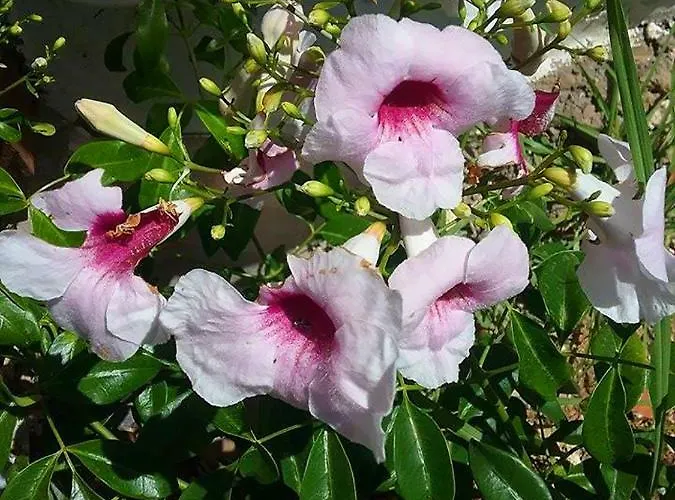 Soleario Landhuis La Oliva