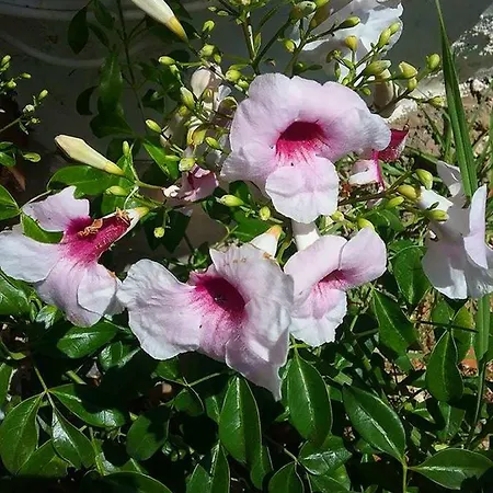 索列里奥乡村民宿 乡村民宿 拉·奥利瓦